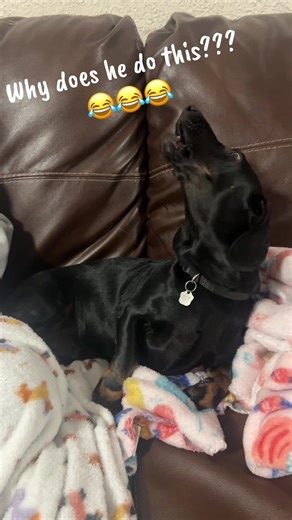Dachshund Howling: Why Does He Do This?