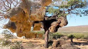 These birds LOVE treehouses! | Animal Planet
