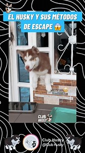 69K views · 2K reactions | Los Huskies siempre tienen un método para escapar 梁 #husky #escapadas #huskypuppy #huskylife #huskyworld #reelsviralシfb | Club Husky | Facebook
