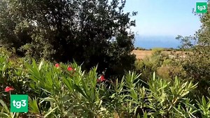 "AMO MIO FIGLIO AIUTATEMI A TROVARLO", IL DISPERATO APPELLO DEL PAPÀ DI GIOELE Undicesimo giorno di ricerche del piccolo Gioele. Decine di persone stanno battendo le campagne di Caronia, dove è stato ritrovato il corpo della madre Viviana Parisi. Il padre del bambino lancia un appello: "Chi sa parli". Eleonora Mastromarino per il Tg3 delle 12 del 14 agosto 2020 | Tg3