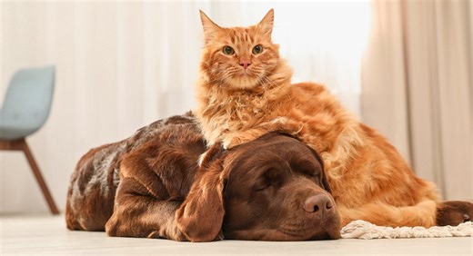 10 Cat Breeds That Get Along Well with Dogs