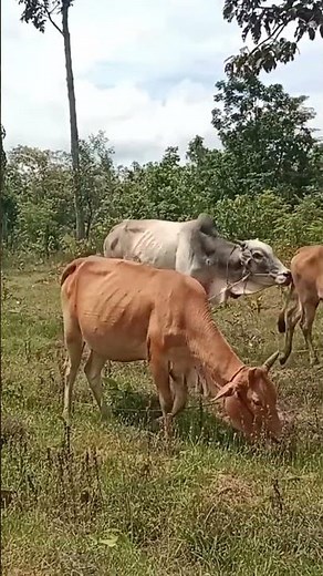 Cattle farm
