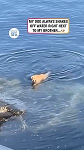 433K views · 5.7K reactions | My dog loves to shake off water near my brother 藍 | Lessons Learned In Life | Facebook