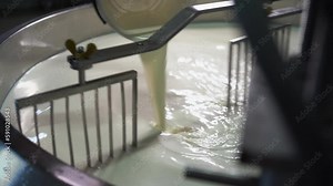 Process of Parmesan cheese production in Italy. Factory worker processing fermenting milk. Close up view Stock Video