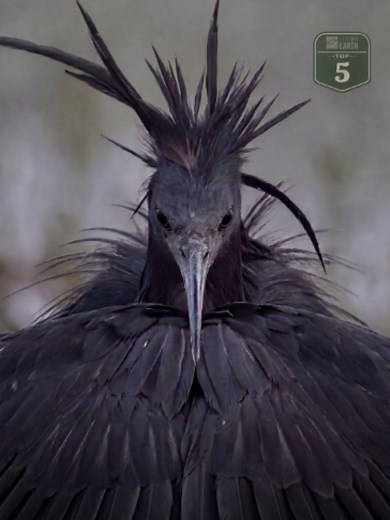 5 Animals That Trick Their Prey 💀 Some predators don’t simply chase their prey. From shadows and vibrations to bait, fake sounds, and perfect disguise, these animals survive by making prey move closer without realizing the danger. #birds #bird #birdlove #animalfacts #wildlife