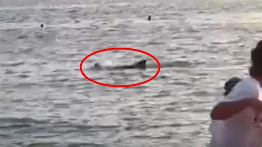 Watch as randy sex-pest dolphin ATTACKS swimmer who is ‘lucky to be alive’