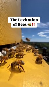 1.2M views · 35K reactions | The bumblebee doesn’t fly—it levitates....