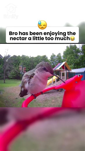 Cutest humming birds ever😭#birdfy #hummingbird #birdlovers #backyardbirding