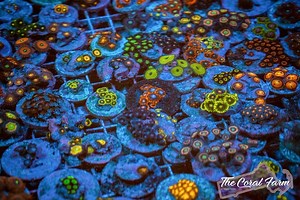 Bulk Priced Zoa Coral Frag Packs - Buy Online!
