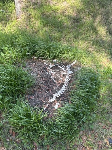 Belly Piercing: Choosing the Perfect Placement