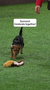 Is your dog so aroused by your movement that they can’t focus on agility? 🏃‍♀️🐕 Often this looks like… - knocked bars - Dog running around obstacles - Running past or popping out of weaves - Dog barking at you or spinning If this is you, we have an exercise for you to try! 👉 Run with your dog behind you 🏃‍♀️ Drop a reward and keep running 🐕 See if your dog stops to get the reward. You can encourage them by saying “get it” for example 🚫 If they don’t get it, stop and send them back to the r