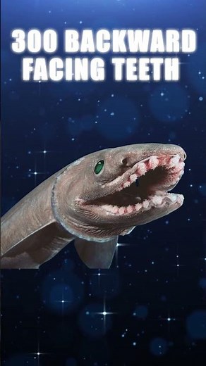 The Frilled Shark A Living Fossil from 80 Million Years Ago