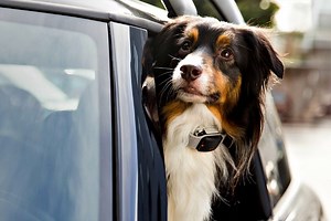 Shhh, Your Dog Actually Understands You