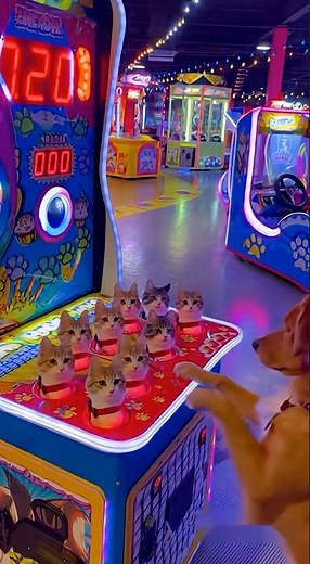 Dog Found a Whack-a-Mole Machine..But It’s Full of Cats!? 🐶🐱🎮 | 犬が見つけたモグラ叩きゲーム..中身は猫だった🐶🎮 #cat
