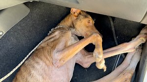 78K views · 7.6K reactions | One more dog abandoned in a shocking...