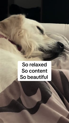 Loki having his morning snooze #DogTok #goldenretriever #doglovers #doglovers #DogDad