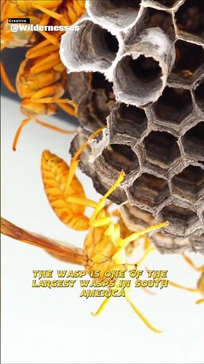 The Executioner Wasp’s sting is one of the most painful in the world | Wildlife animal | Wilderness