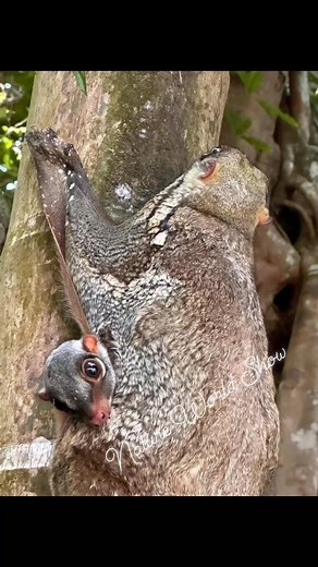 6.8K views · 20 reactions | The Sunda flying lemur, also called Malayan flying lemur and Malayan colugo is the sole colugo species of the genus Galeopterus. It is native to Southeast Asia from southern Myanmar, Thailand, southern Vietnam, Malaysia to Singapore and Indonesia and listed as Least Concern on the IUCN Red List. #naturalworldshow #singaporewildlifesightings Credit to Shirley Wee Everyone 푭풐풍풍풐풘풆풓풔. | Natural World | Facebook