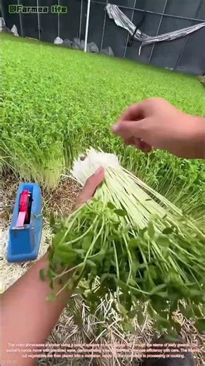 Mastering the Art of Vegetable Harvesting: Precision and Skill in Action