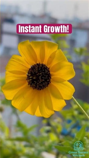 Helianthus (Sunflower) Plant | SUNFLOWER AT HOME