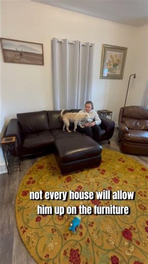 Teach your dog furniture etiquette #couchdog #dogtraining #behaviorshaping
