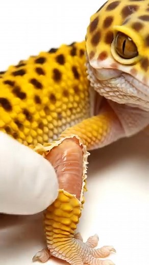 Bearded Dragon Changing Its Skin for a New Beginning🦎✨ #BeardedDragon #SheddingSeason #ReptileCare #DragonTransformation #BeardedDragonLovers | Bearded Dragon Life