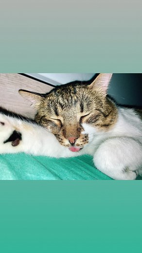 #Octi🥰🥰 TikTok