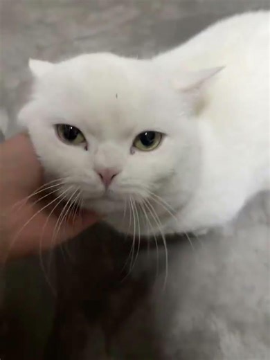 Meet the Dwarf Cat! 😻 A Tiny Feline Adventure