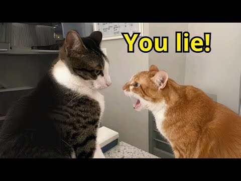 This Cat Speaks English Better Than Most Humans 😳😹🐱💬