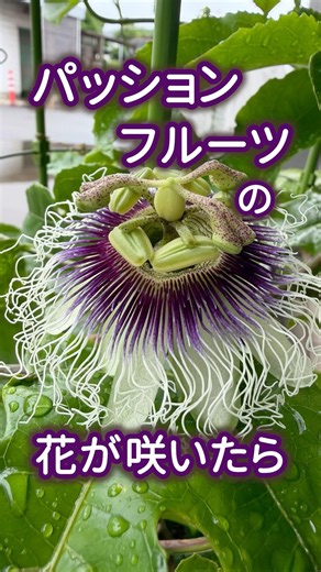 How to Pollinate Passion Fruit Flowers #passionfruit