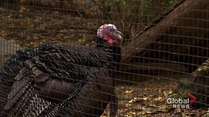 Montreal’s West Island home to growing wild turkey population