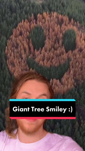 Giant Tree Smiley Face Along Oregon 18 Highway