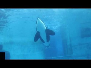 奥から見てるシャチが怖い。( ´∀｀ )