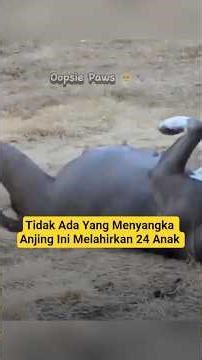 This Dog Gave Birth to 24 Kittens - Animals Have Stories 46