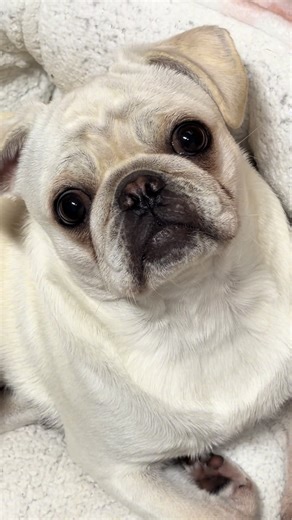 Does the head tilt get you too?! 😅 #pug #cutepuppy #fyp #ugc #smallcontentcreators