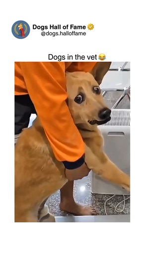 Dogs • Cute Dogs • Dog Videos on Instagram: "Dogs experience veterinary visits as high-stress events due to unfamiliar environments, strange smells from cleaning agents and other animals, unpredictable handling by strangers, and potential pain from procedures creating multi-sensory anxiety triggers. Studies measuring cortisol levels show significant elevation during vet visits comparable to genuinely threatening situations, proving dogs experience legitimate physiological stress rather than simp