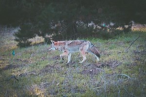 Coyotes And Their Sense Of Smell (How Far Can They Smell?)