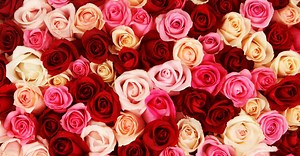 Saint-Valentin : voici la vraie signification de la couleur de la rose que vous allez (peut-être) offrir ce vendredi soir