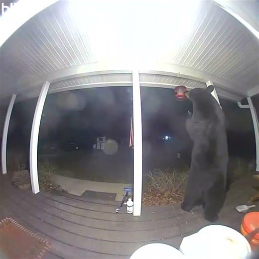 Large bear looks for a midnight snack in Hope Valley