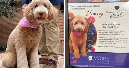 Honey, the comfort dog, helps North Texas families find peace after loss