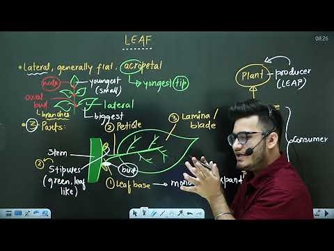 L3: Leaf & its Modifications | Morphology in Flowering Plants | 11th Class Biology ft Hyperbiologist