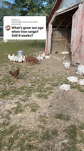 3.5K views · 36 reactions | yes! Broilers do great free ranging as long as they have adequate predator protection… and a few barnyard friends dont hurt either #cutepig #pig #meatbirds #cornishrex #homestead #farmlife #rawmilk | The Little Red Farm | Facebook