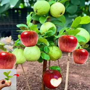 411K views · 3.7K reactions | Amazing! How to Propagation Guava Tree From Apple Fruit Using Coca Cola _ Grafting Guava Tree | Tree Garden | Facebook