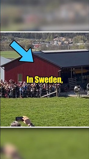 Kosläpp: Sweden’s Joyful Cow Release Tradition