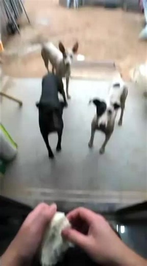 Funny Dog Videos Compilation | Best Viral Dog Clips