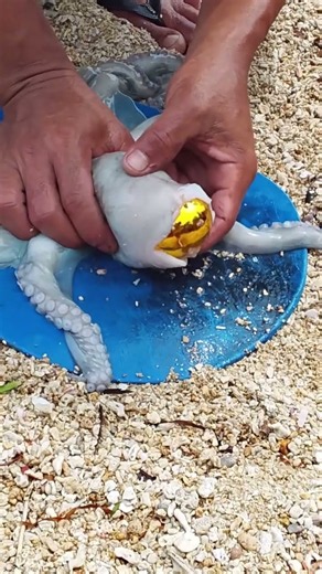 Amazing Octopus Cleaning Skills | Fresh Seafood Preparation 🐙