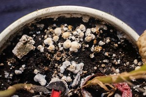 Why Does Your Soil Look Like Ash? 5 Possible Reasons – TheGrowingLeaf