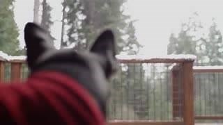 14K shares · 1.8K comments | This winter, don’t let your pup's paws (or pride) get burned. Our Morton® Safe T Pet® ice melt is free of both salts and chlorides, to help you #BootTheBoot. Get more info at mortonsalt.com/boottheboot | Morton Salt | Facebook