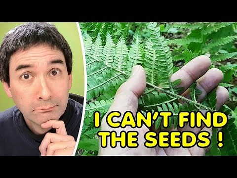 FERN reproduce with spores. I show you these spores of a fern under the microscope.