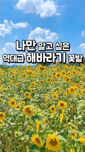 나만 알고 싶은 역대급 해바라기 꽃밭 💛 이번 주말 대구/경북 나들이는 무조건 여기! (칠곡 청계마을)
